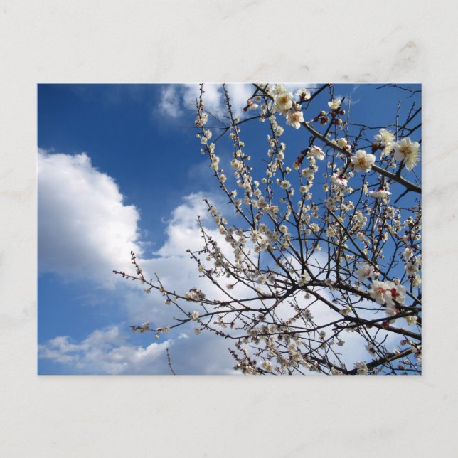 Cartão Postal Blossomas de ameixa: Japão (Frente)