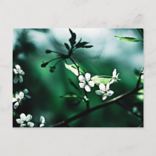 Cartão Postal Blossomas de Cereja Branca