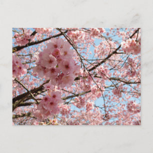 Cartão Postal Blossomas de Cereja: Japão