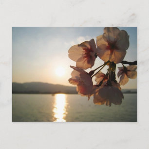 Cartão Postal Blossomas de Cereja Japoneses