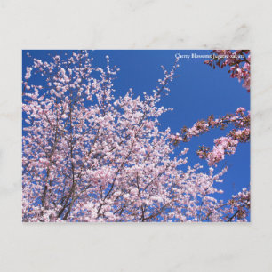Cartão Postal Blossomas de Cereja: Jugatsu-zakura [Cartão postal