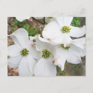 Cartão Postal Blossomas de Dogwood Oriental - Cornus florida