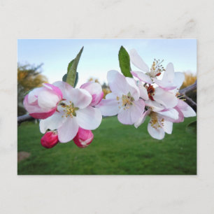 Cartão Postal Blossomas de Maçã