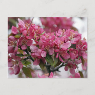 Cartão Postal Blossomas de Maçã