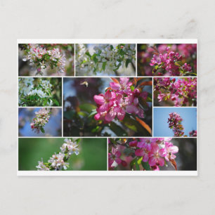 Cartão Postal Blossomas de Maçã e Abelhas de Mel