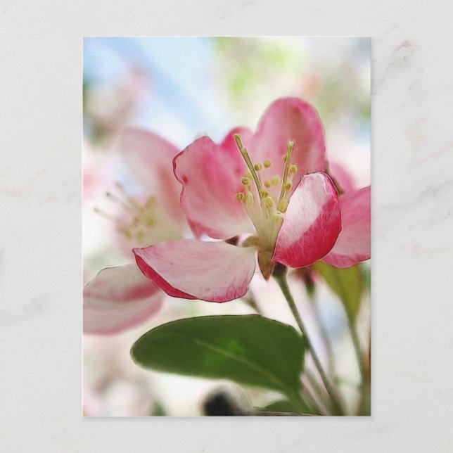 Cartão Postal Blossomas de Maçã Primavera Brilhante (Frente)
