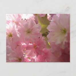 Cartão Postal Blossomas de Primavera rosa