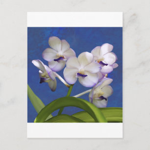 Cartão Postal Blossomas Plantas Florais Arte Fotográfica Colorid