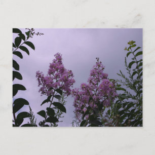 Cartão Postal Blossomas Rosa