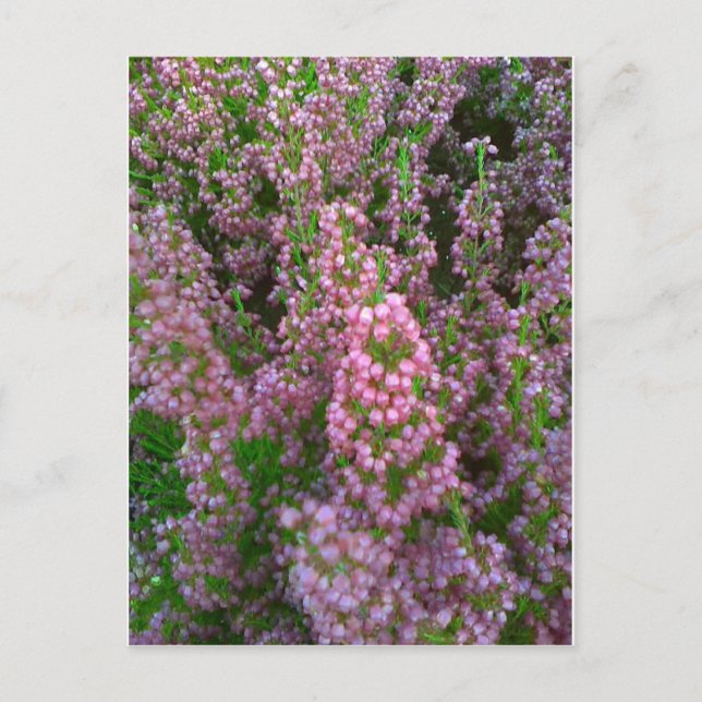Cartão Postal Blossoming Moorland (Frente)