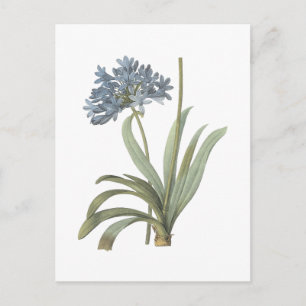 Cartão Postal Blue African Lily (Agapanthus) por Redouté