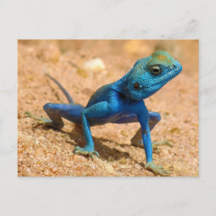 Cartão Postal Blue Agama Sinaita Lizard