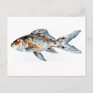 Cartão Postal Blue and Orange Shubunkin Goldfish Art