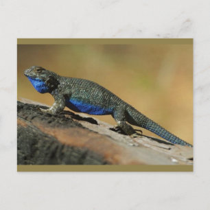 Cartão Postal Blue Belly Scale Lizard