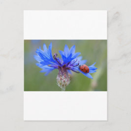Cartão Postal Blue Blossoms Ladybug Peace Love Destiny Art Vine