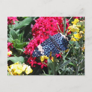 Cartão Postal Blue Butterfly Postcard Colorful Flowers