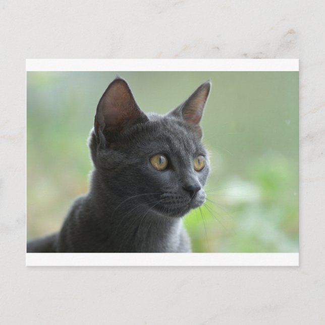 Cartão Postal Blue Cat Russo (Frente)