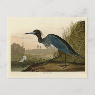 Cartão Postal Blue Crane, Heron, das "Birds of America" de Audub