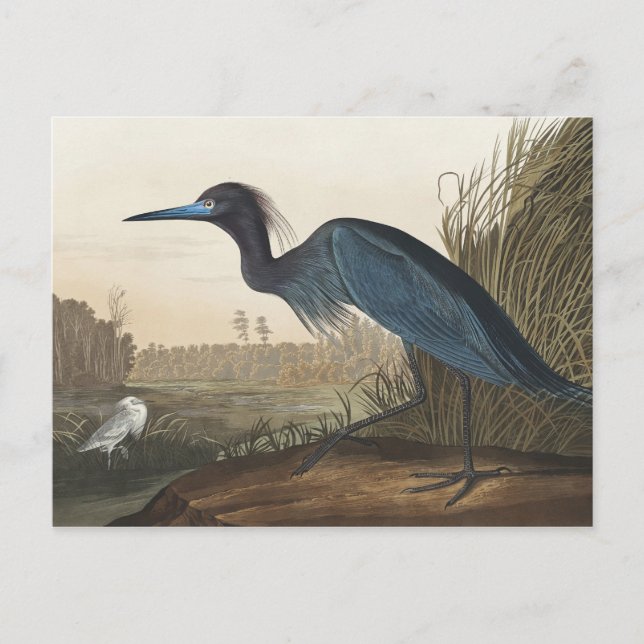 Cartão Postal Blue Crane ou Heron from Birds of America (Frente)