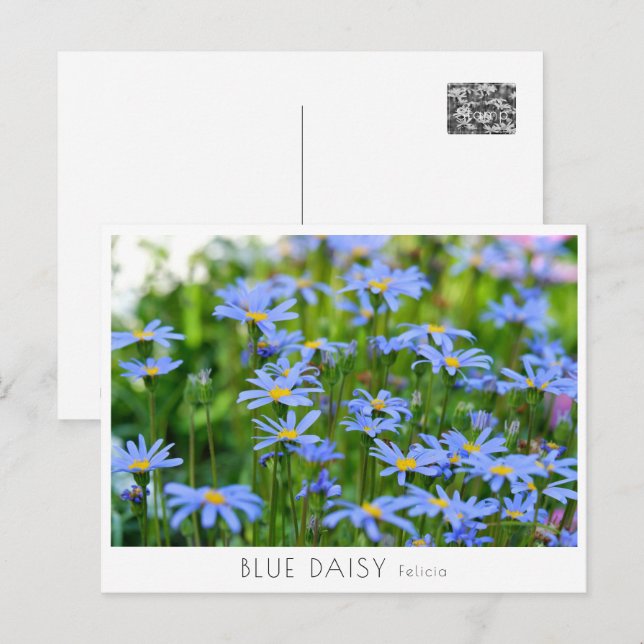 Cartão Postal Blue Daisy (Frente/Verso)
