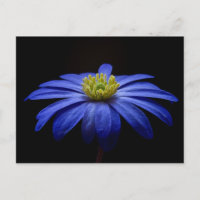 Blue Daisy Gerbera Flower em preto