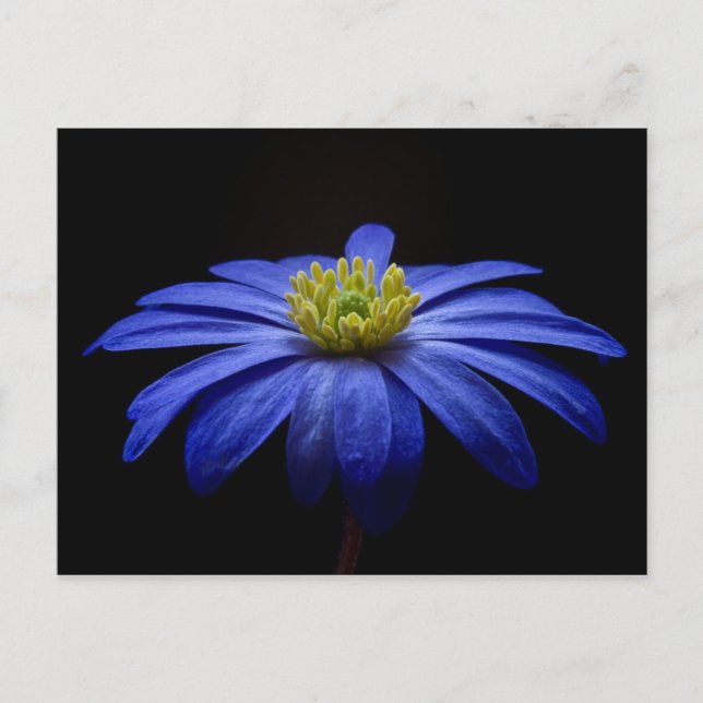 Cartão Postal Blue Daisy Gerbera Flower em preto (Frente)