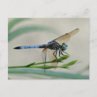 Cartão Postal Blue Dasher empoleirado em um Bud Flor