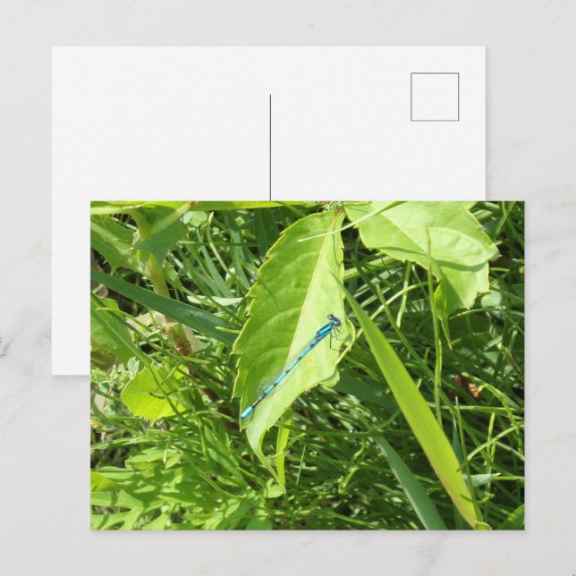 Cartão Postal Blue Dragonfly Postcard (Frente/Verso)