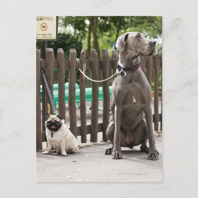 Cartão Postal Blue Great Dane e cachorros com coleiras (Frente)