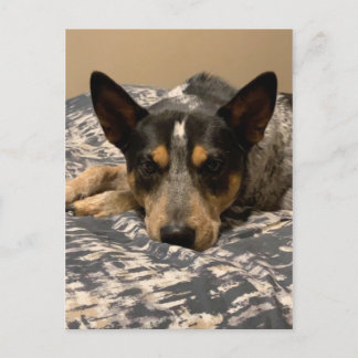 Cartão Postal Blue Heeler