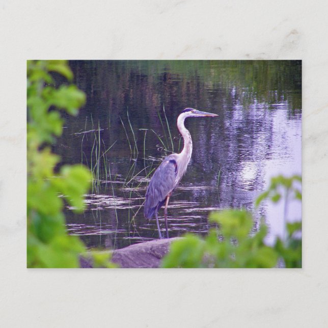 Cartão Postal Blue Heron (Frente)