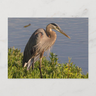 Cartão Postal Blue Heron