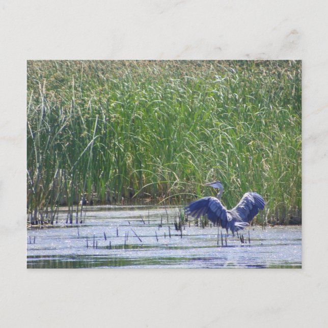 Cartão Postal Blue Heron no refúgio de Stillwater Fallon, N (Frente)