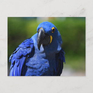 Cartão Postal Blue Hyacinth Macaw