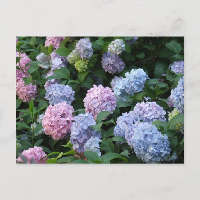Cartão Postal Blue Hydrangea (Frente)