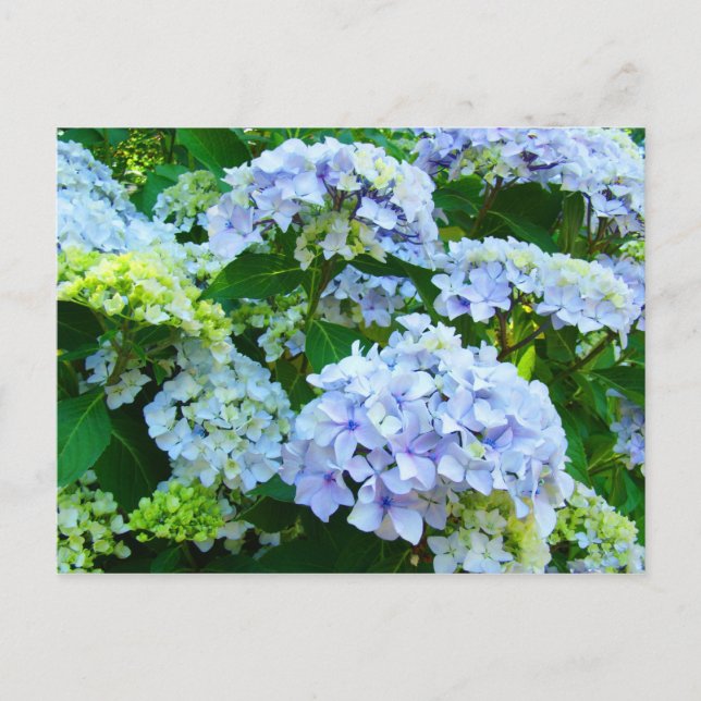 Cartão Postal Blue Hydrangea Flowers Cartazes postais do Jardim  (Frente)