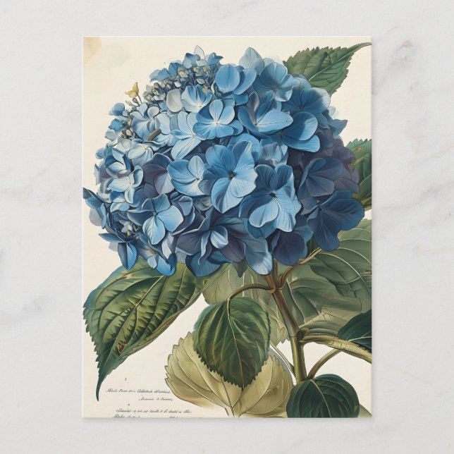 Cartão Postal Blue Hydrangea Vintage (Frente)