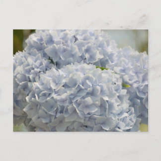 Cartão Postal Blue Hydrangeas