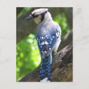 Cartão Postal Blue Jay