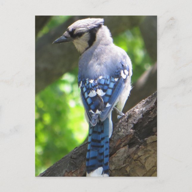 Cartão Postal Blue Jay (Frente)