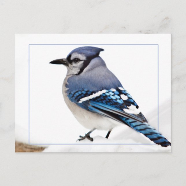 Cartão Postal Blue Jay (Frente)