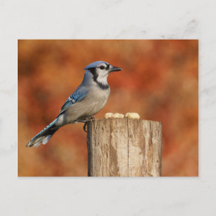 Cartão Postal Blue Jay
