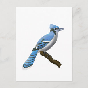 Cartão Postal Blue Jay