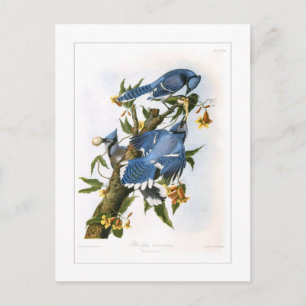 Cartão Postal Blue Jay