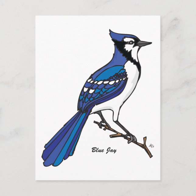 CARTÃO POSTAL BLUE JAY (Frente)