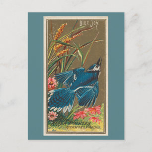 Cartão Postal Blue Jay