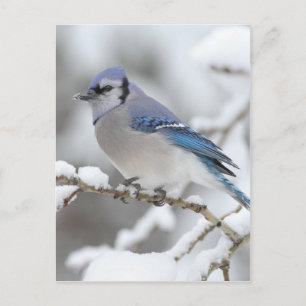 Cartão Postal Blue Jay de inverno