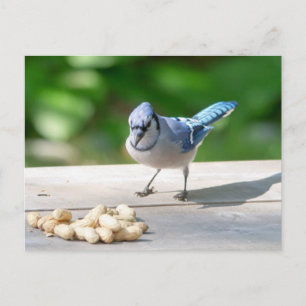 Cartão Postal Blue Jay ganhando amendoim