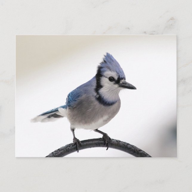 Cartão Postal Blue Jay no inverno (Frente)