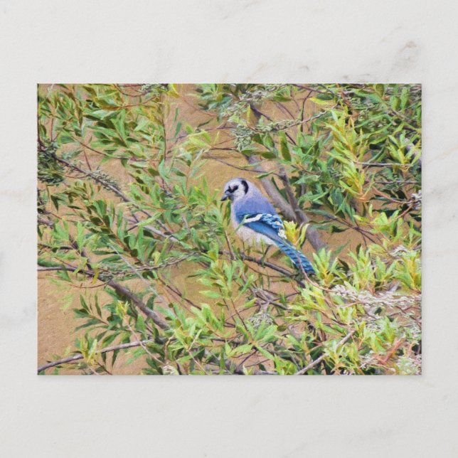 Cartão Postal Blue Jay sobre Myrtle da Cera do Sul (Frente)
